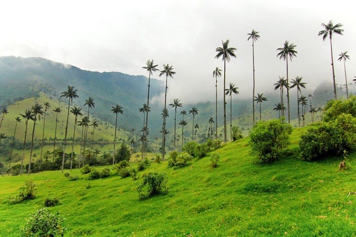 Khám phá Valle de Cocora